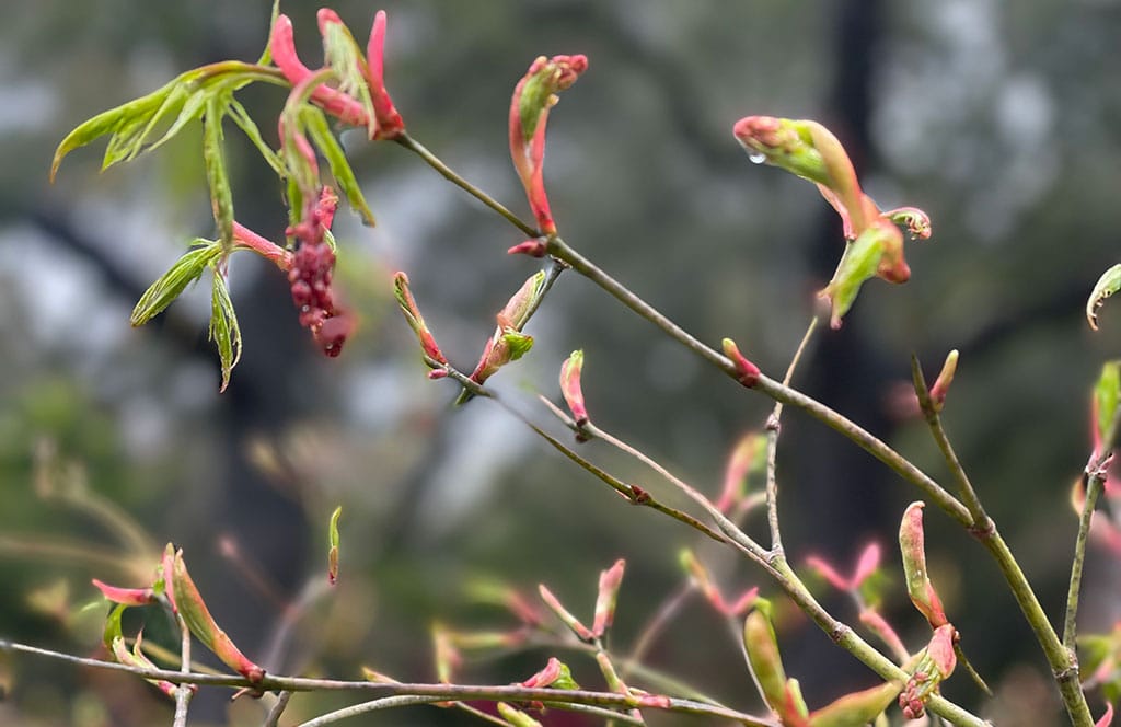 Japanese Maple in Santa Rosa, CA