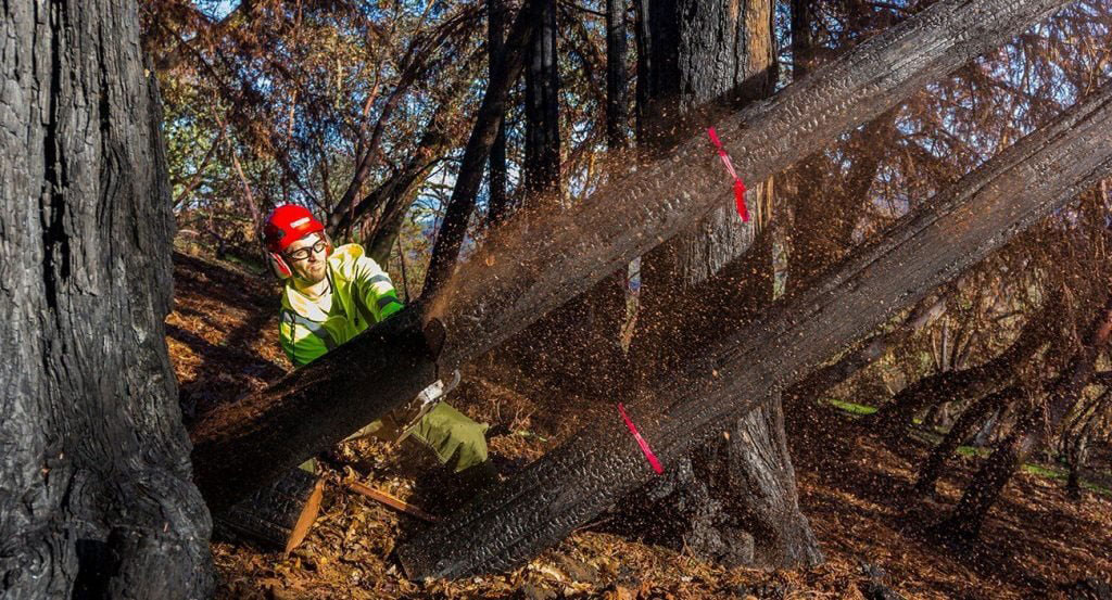 Tree Services Santa Rosa