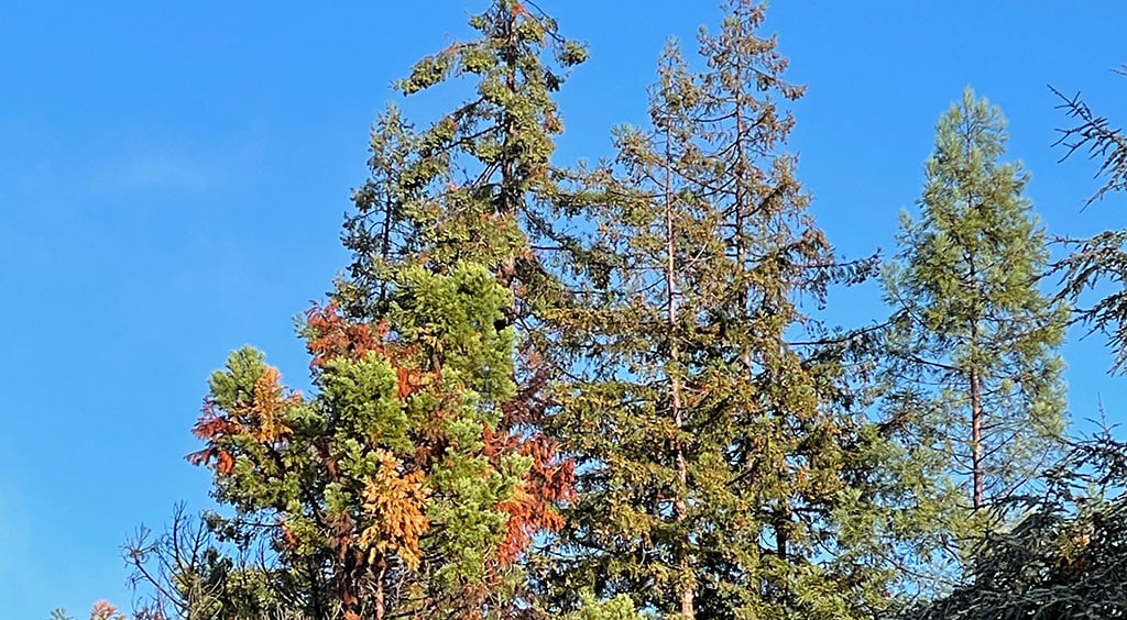 Redwood Trees in Drought - TreePro Sonoma Tree Care Service
