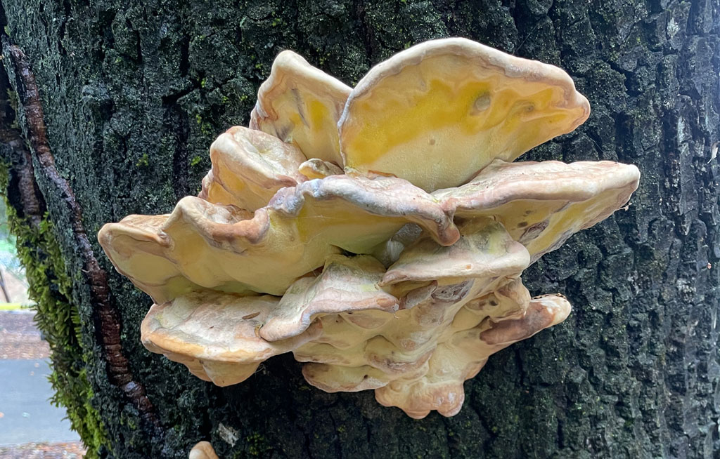 Tree Failures - TreePro Sonoma