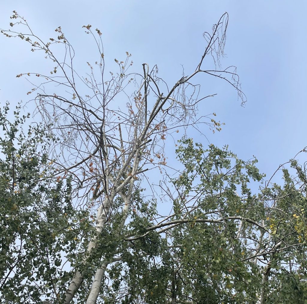 Bronze Birch Borer - TreePro Sonoma