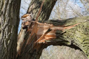 Close-up of tree bark with small bore holes and sawdust frass from hidden insect activity