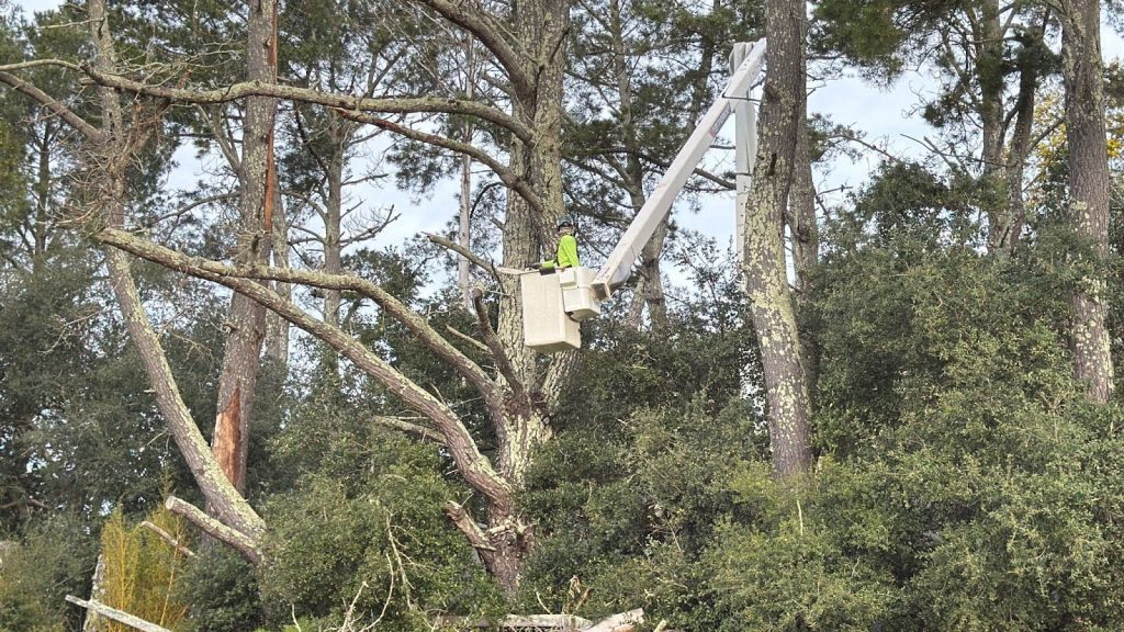 TreePro crew performing fall pruning and cleanup on a property in Sonoma County