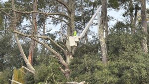 TreePro crew performing fall pruning and cleanup on a property in Sonoma County